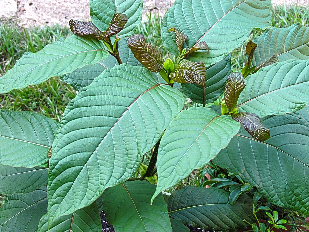HB 6855’s approach to kratom does not serve CT residents