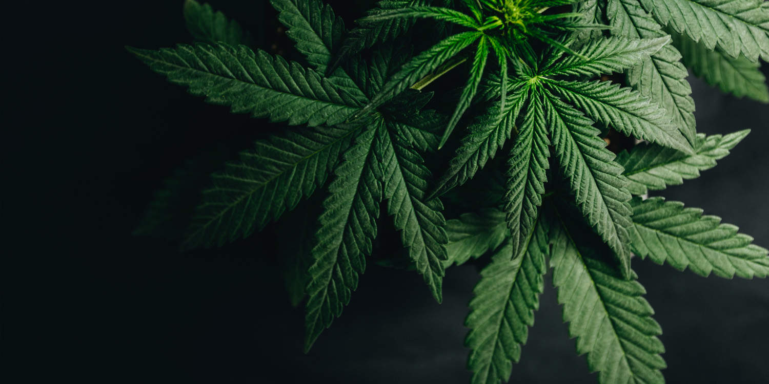 The ‘entourage effect’ — what we don’t know about how cannabis works